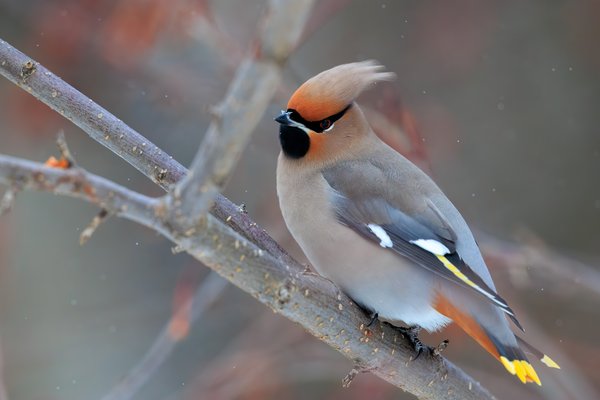 Bohemian Waxwing