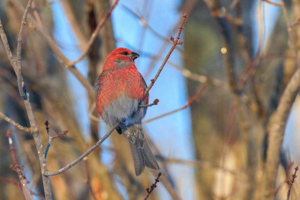 Pine Grosbeak