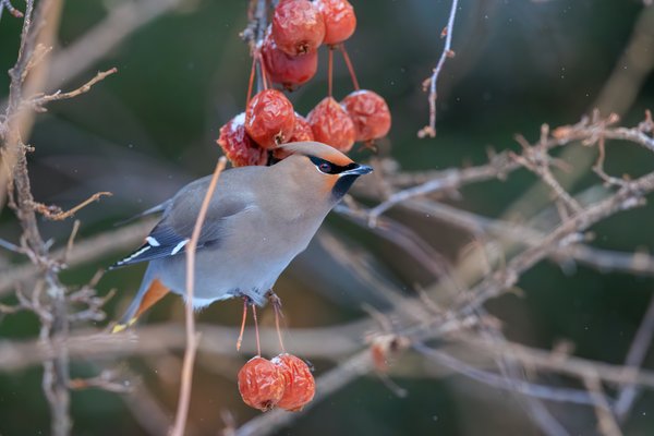 Bohemian Waxwing