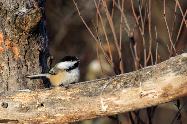 Black-capped Chickadee