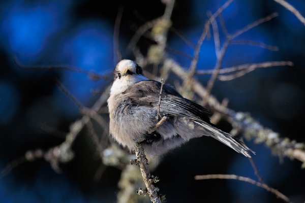 Canada Jay