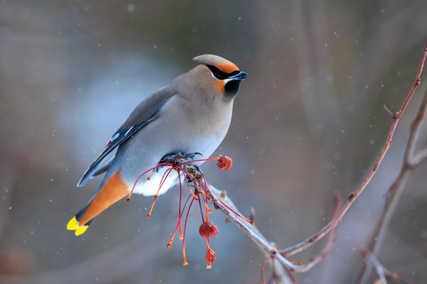 Bohemian Waxwing
