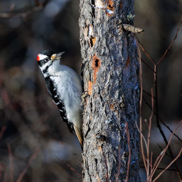 Hairy Woodpecker