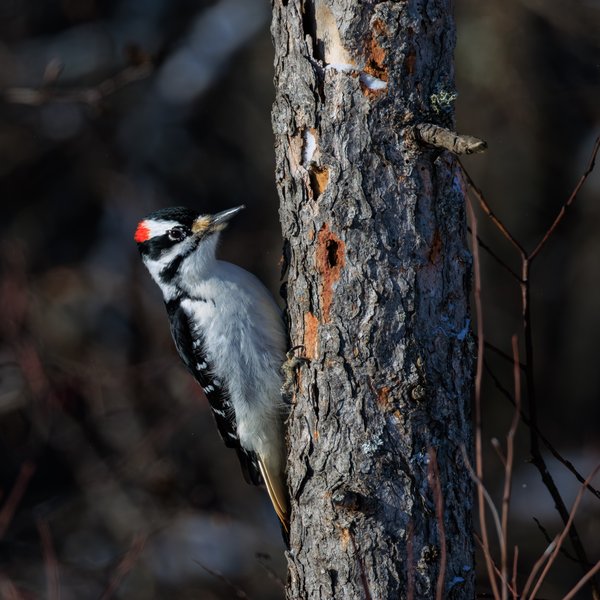 Downy Woodpecker