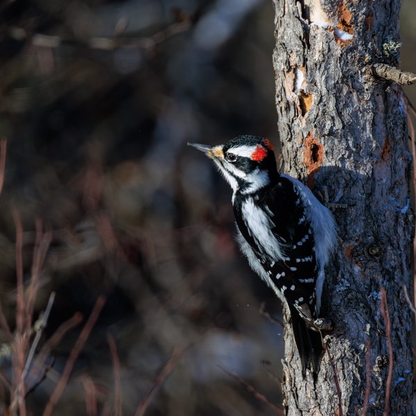 Hairy Woodpecker