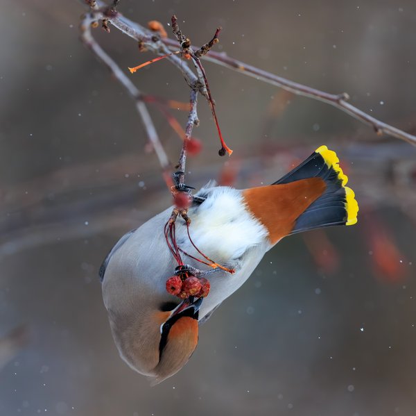 Bohemian Waxwing