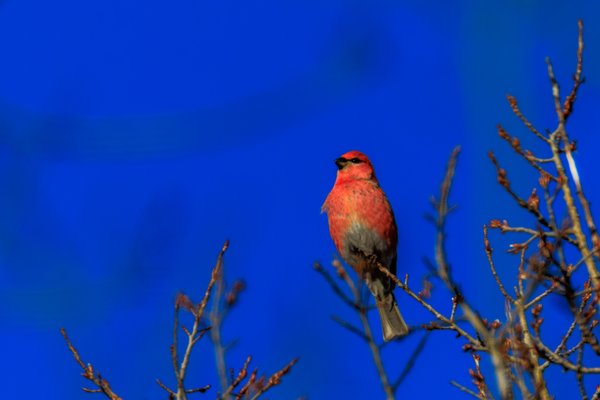 Pine Grosbeak