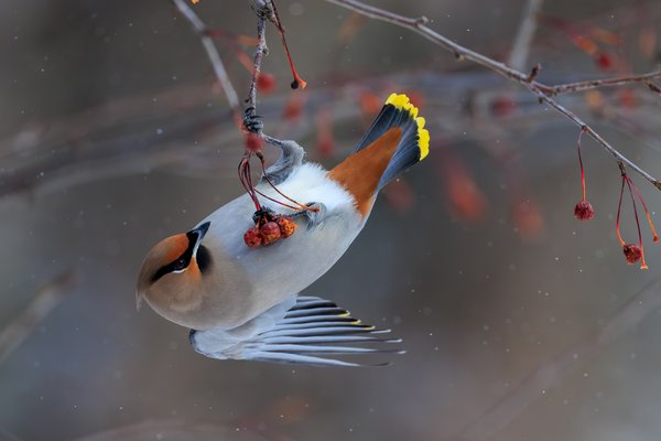 Bohemian Waxwing