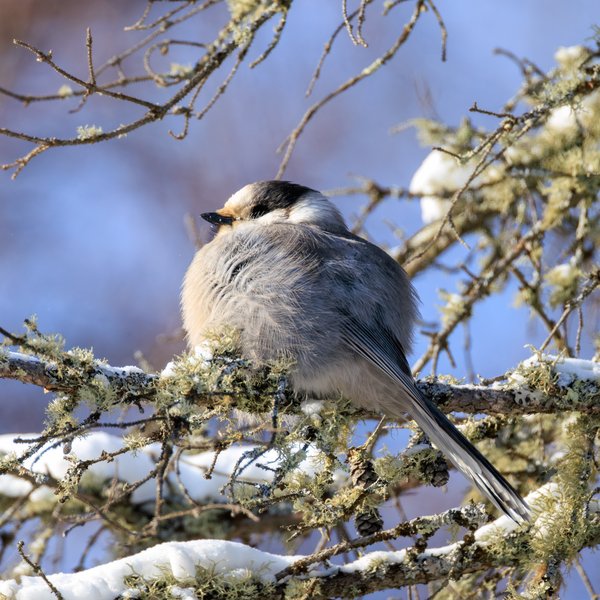 Canada Jay