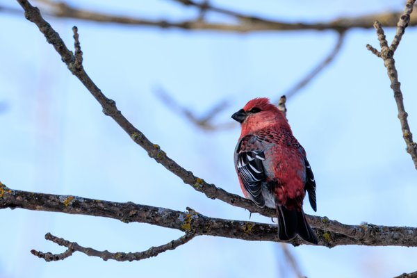 Pine Grosbeak