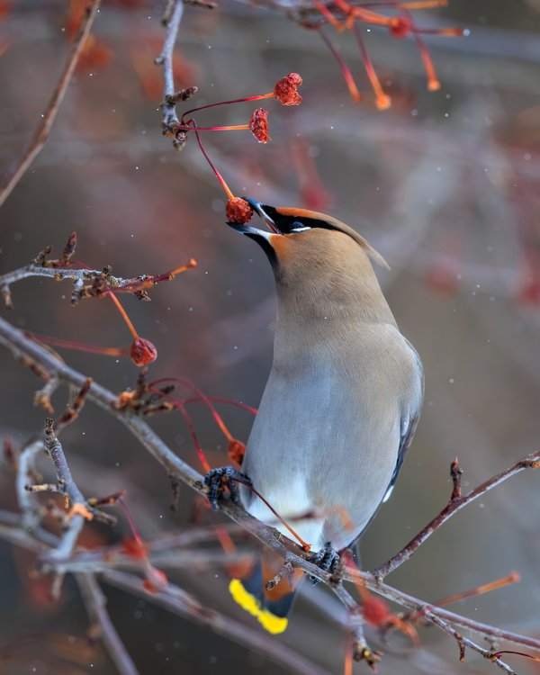 Bohemian Waxwing