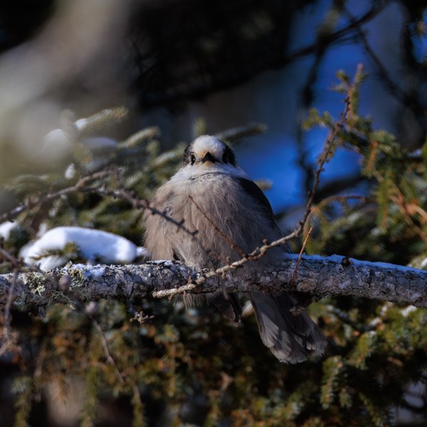 Canada Jay