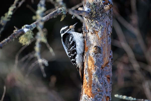 Hairy Woodpecker