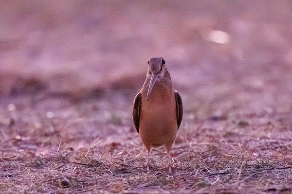 American Woodcock