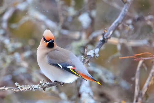 Bohemian Waxwing