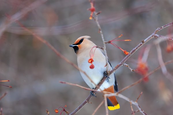 Bohemian Waxwing