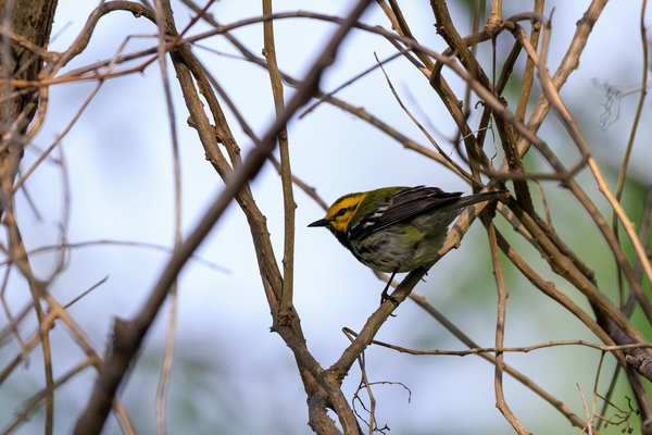 Black-throated Green Warbler