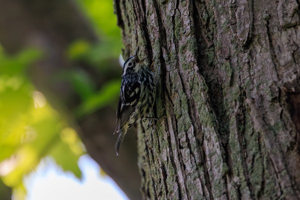 Black-and-white Warbler