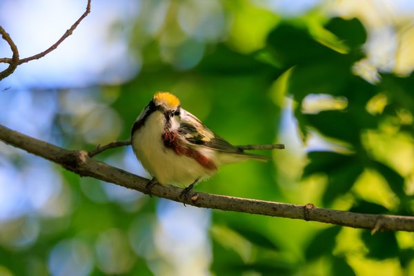 Chestnut-sided Warbler