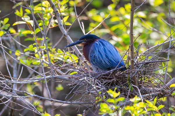 Green Heron