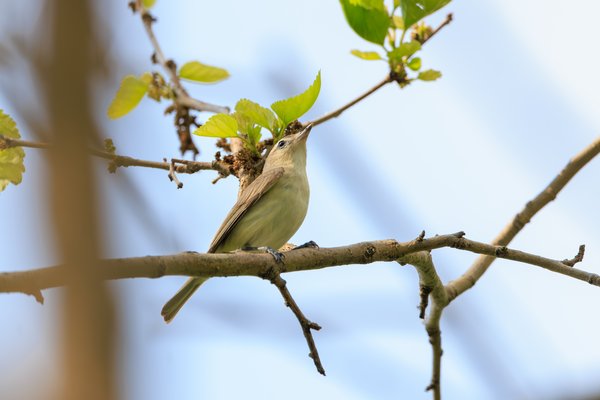 Red-eyed Vireo