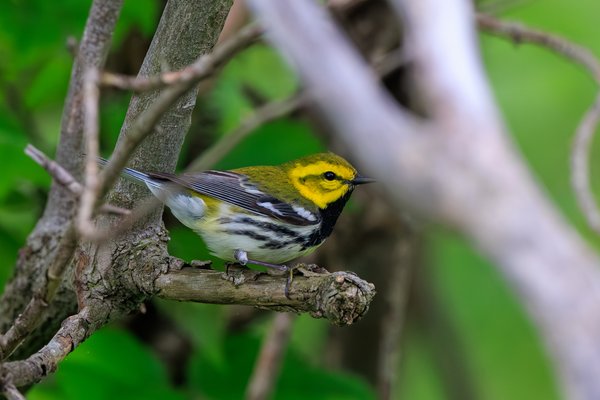 Black-throated Green Warbler