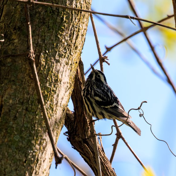 Black-and-white Warbler