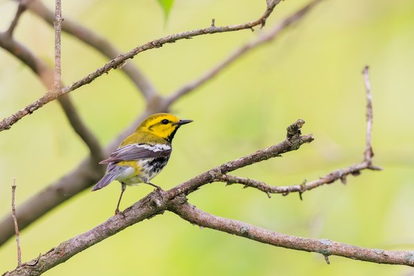 Black-throated Green Warbler
