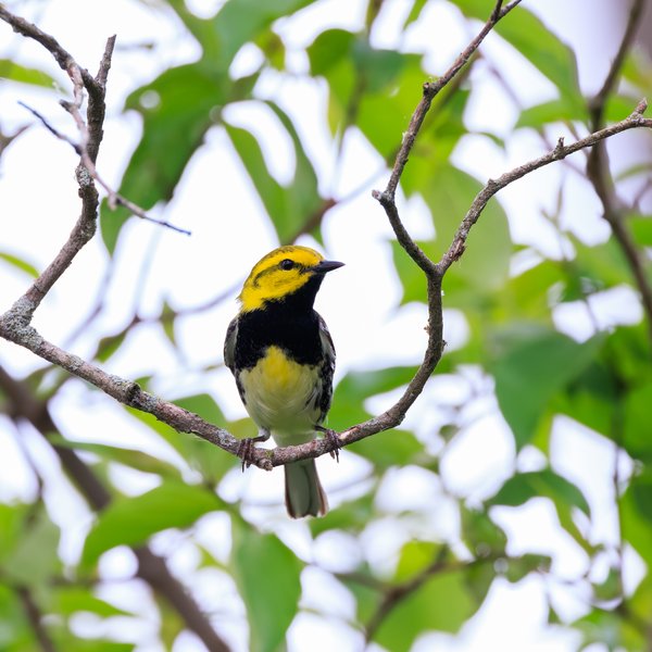 Black-throated Green Warbler
