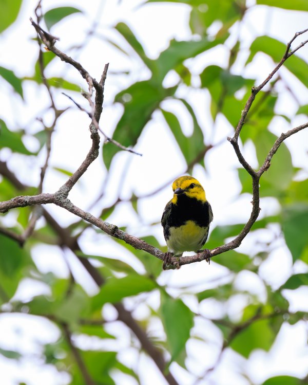 Black-throated Green Warbler