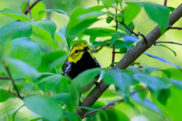 Black-throated Green Warbler