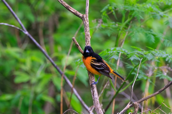 Baltimore Oriole