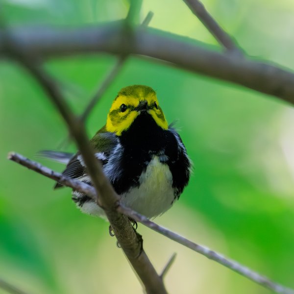 Black-throated Green Warbler