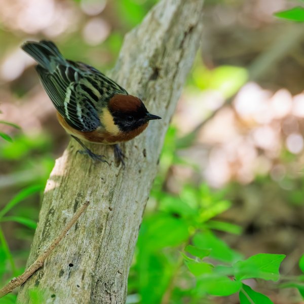 Bay-breasted Warbler