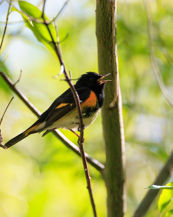 American Redstart
