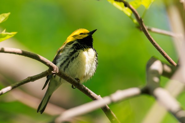 Black-throated Green Warbler