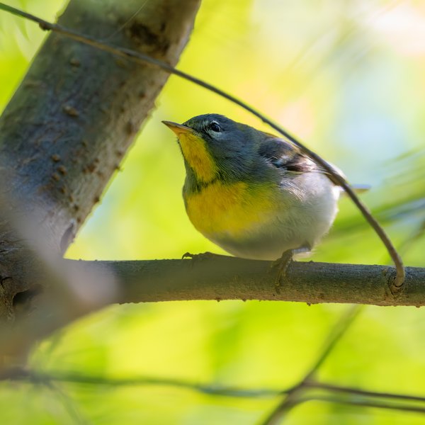 Northern Parula