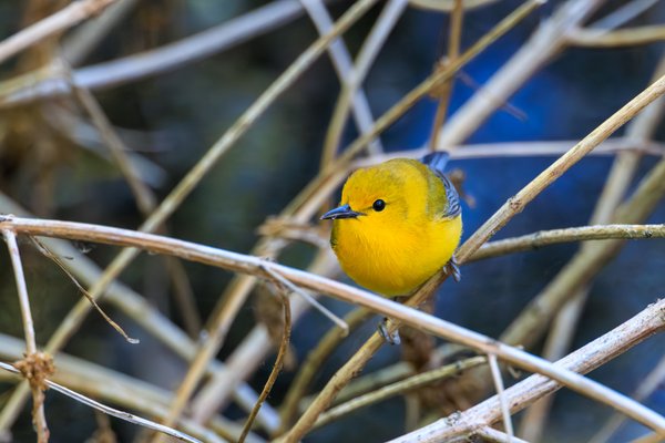 Prothonotary Warbler
