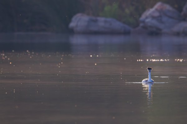 Clark's Grebe