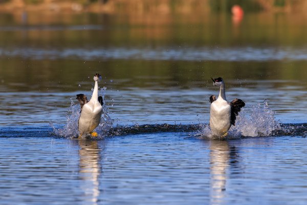Western Grebe
