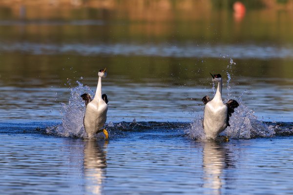 Western Grebe