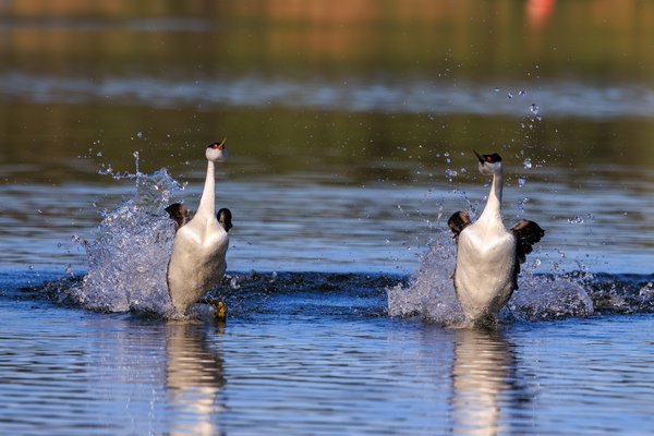Western Grebe