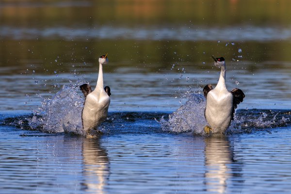 Western Grebe