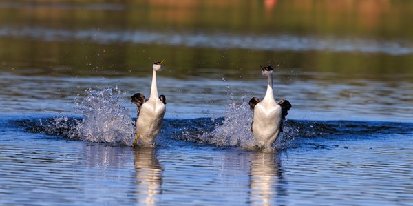 Western Grebe