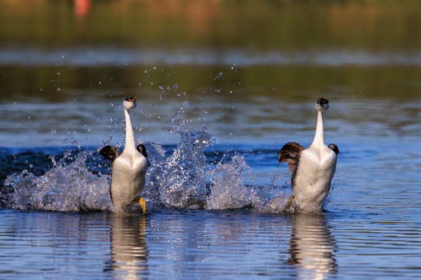 Western Grebe