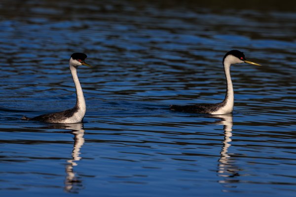 Western Grebe
