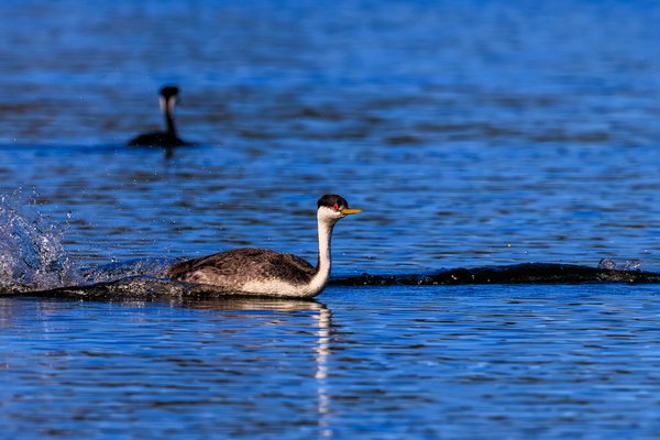 Western Grebe