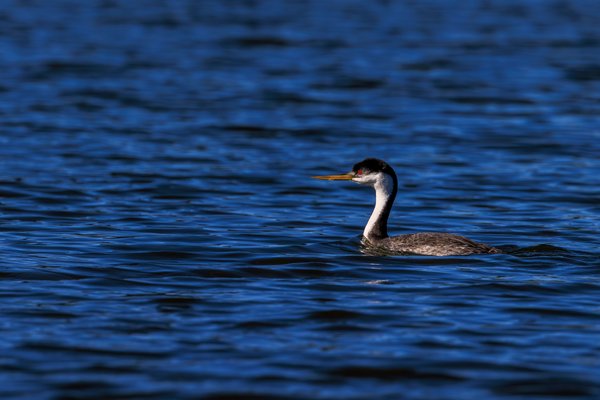 Western Grebe