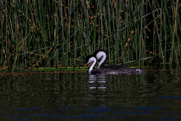 Western Grebe