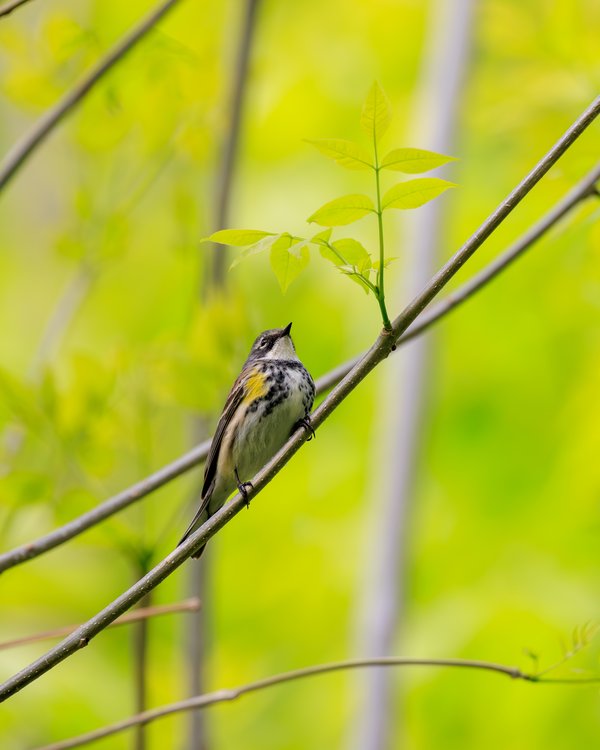 Yellow-rumped Warbler